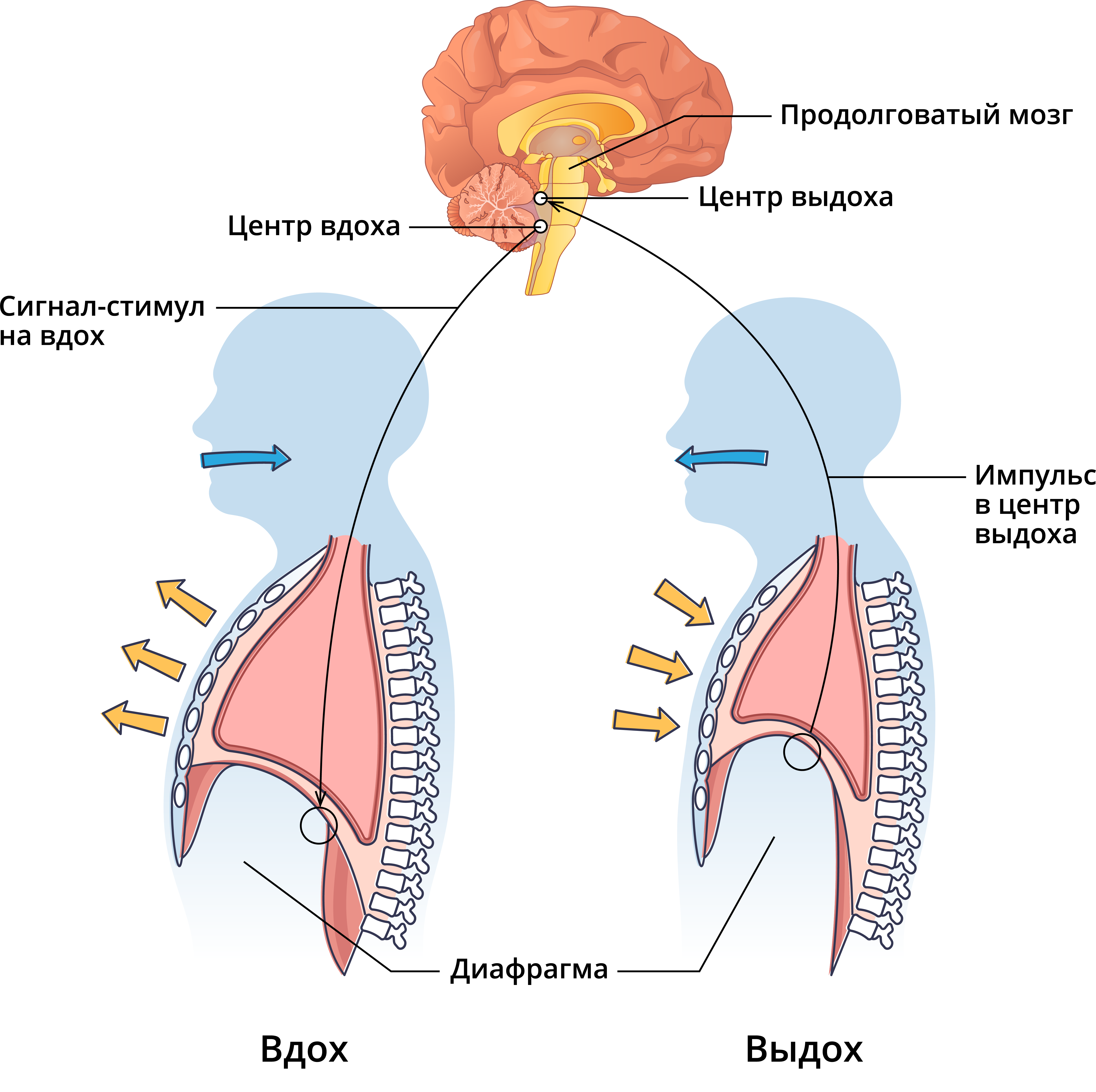 Вспомните как регулируется дыхание у человека зная. Рефлекторная регуляция дыхания схема. Защитные рефлексы дыхательной системы схема. Нервная регуляция дыхания схема. Регуляция дыхательных движений схема.