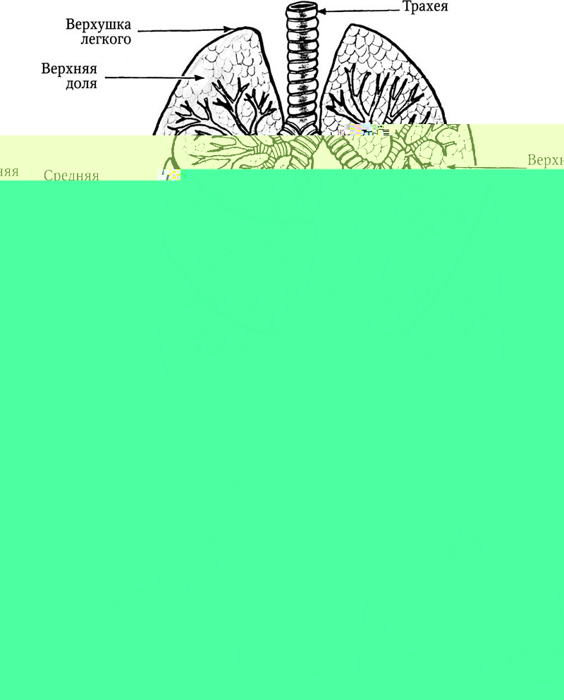 Легкие человека фото строение Легкие человека фото строение